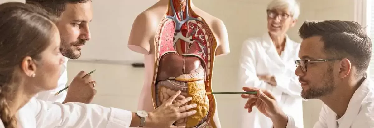 Anatomy